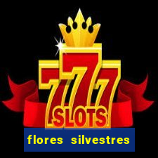 flores silvestres desbravadores desbravadores 25 flores silvestres e seus nomes